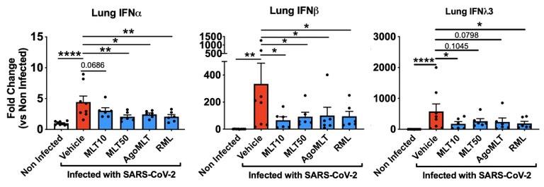 Le traitement avec la mélatonine (2 doses), l’agomelatine (AgoMLT) et le ramelteon (RML) diminuent les taux exacerbés des interférons de type I et III dans les poumons des souris infectées, 7 jours après l’infection par le SARS-CoV-2