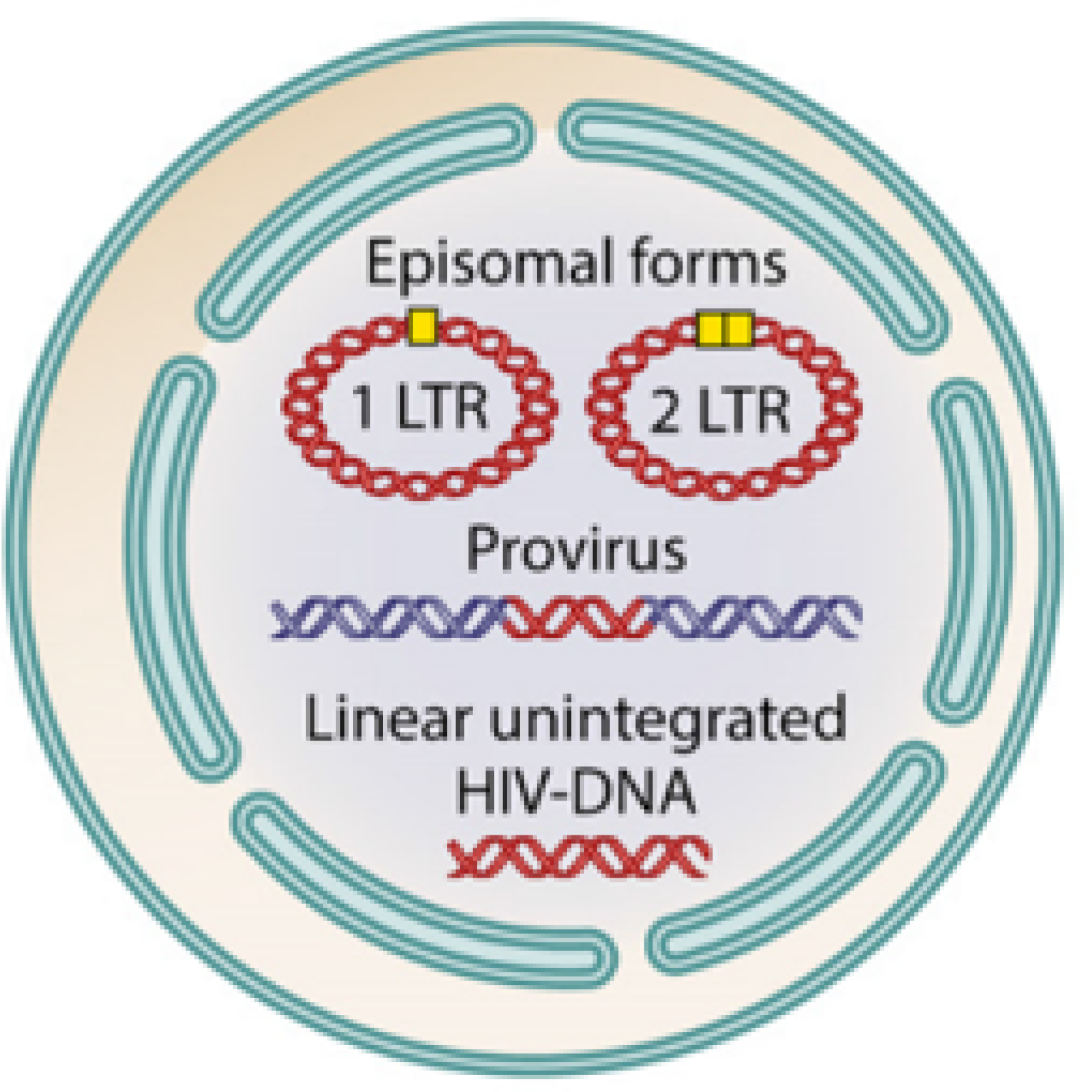 Différentes formes du génome rétrotranscrit du HIV-1 dans la cellule