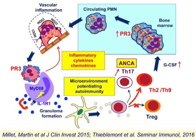 Schéma de l&#039;autoantigène PR3 comme signal de danger projet Dysrégulation immunitaire dans les vascularites à ANCA : rôle de la protéinase 3 équipe Witko