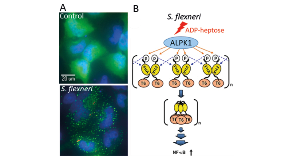 Image et figure projet Caractérisation fonctionnelle du mécanisme de détection de l’ADP-heptose